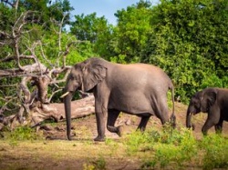 20 tysięcy słoni dla Berlina. Botswana zdenerwowana regulacjami w sprawie trofeów myśliwskich