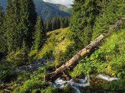 Tysiące hektarów lasów w Karpatach w prywatnych rękach. Miliarder ma plan