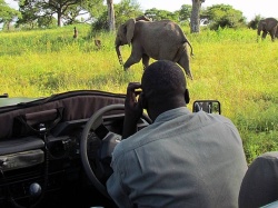 Tragedia podczas safari w Zambii. Turystka zmarła po ataku dzikiego zwierzęcia