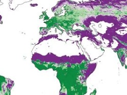 Sadzenie drzew dobre dla klimatu? Nie wszędzie - w niektórych miejscach wręcz go ociepli