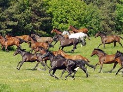 Ile koni mechanicznych ma jeden koń?