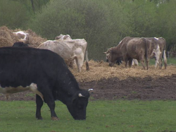 Stado krów zastrasza wieś Grędzina. 