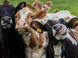Nowy wymiar walki o klimat. Dania wyda miliony, żeby krowy wydzielały mniej metanu