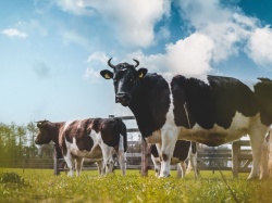 Dania dofinansowuje suplement dla krów. Mają dzięki niemu wydalać mniej metanu