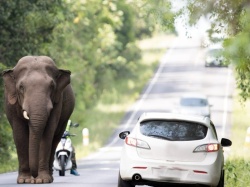 Słoń zaskoczył kierowców. Zwierzę uciekło z cyrku