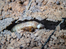 Olbrzymie rojowiska larw wyłonią się spod ziemi. Zjawisko zobaczmy już w kwietniu