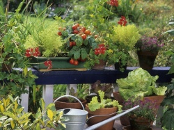 Czas założyć balkonowy warzywnik. Sprawdź, jakie warzywa posadzić na balkonie. Polecam 10 najlepszych roślin