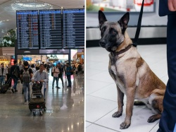 W ulubionym kraju Polaków na lotnisku zatrudniono psy. Bawią podróżnych i uspokajają