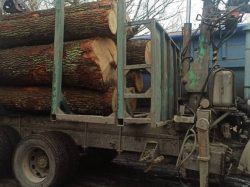 Ukraina. Kradli drzewo z Czarnobyla. Grupa przestępców w zakazanej strefie