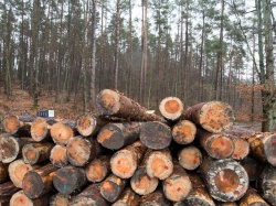 Nowe zasady zarządzania polskimi lasami. Jest propozycja leśników