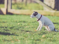 Obroże dla psów przeciw kleszczom - opinie, dostępne rozwiązania