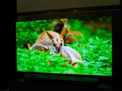 Najlepszy OLED 55″ na rynku? Telewizor Samsung kupisz teraz w atrakcyjnej cenie!