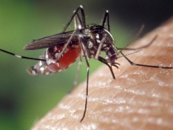 Komary mogą opanować całą Europę. Ekspert ostrzega przed nadchodzącą epidemią