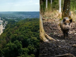 Zakaz wejścia do lasów. Groźny wirus w polskim mieście