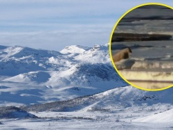 Polak surowo ukarany w Norwegii. Chciał zrobić zdjęcie morsowi