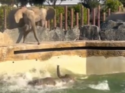 Słoń stracił równowagę i chlusnął do wody. Jego upadek widzieli wszyscy