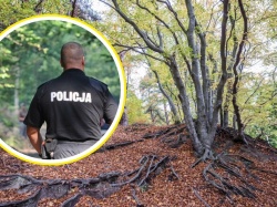 Niebezpieczny wirus w polskich lasach. Wydano zakaz wstępu