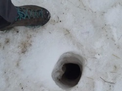 Dziury w ziemi w Tatrach świadczą o jednym. Wiecie, kto je kopie? Leśnicy podpowiadają
