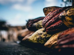 Pękniecie bańki na kakao uratowało wyniki. Najwięcej dały zarobić polskie akcje
