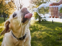 Ile powinien pić pies? Wyjaśniamy. Tak przeliczysz dzienne zapotrzebowanie na wodę