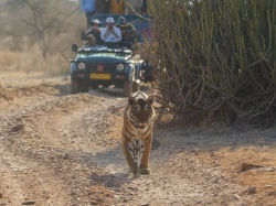 Horror na safari, tygrys poturbował kobietę. Turystka nie żyje