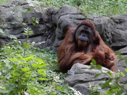 Orangutan potrzebował pomocy. Sam zrobił sobie lekarstwo