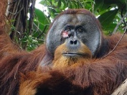 Wyjątkowe odkrycie naukowców. Orangutan sam zrobił sobie lekarstwo. To pierwszy taki przypadek