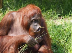 Ranny orangutan sam przygotował sobie opatrunek. Naukowcy nie mają wątpliwości