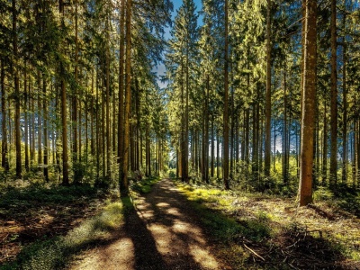 Nowy sposób na dofinansowanie parków narodowych. MKiŚ chce, by „dorzucały się” Lasy Państwowe