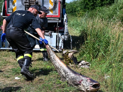 Czegoś takiego rybacy w Starym Lublińcu nigdy nie widzieli. Przecierali oczy ze zdumienia