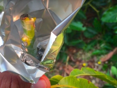 Jak wykorzystać folię aluminiową w ogrodzie?