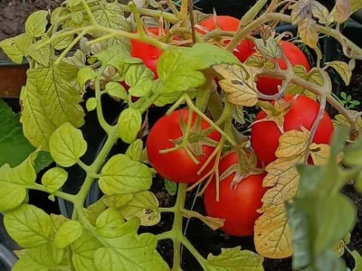 Co 10 dni podlewam tym sadzonki pomidorów. Są zdrowe i silne
