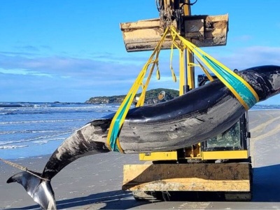 Ocean wyrzucił na brzeg najrzadszego wieloryba na świecie. Naukowcy nie wierzyli własnym oczom