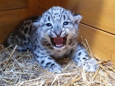 Uroczy wychowanek stołecznego zoo. 