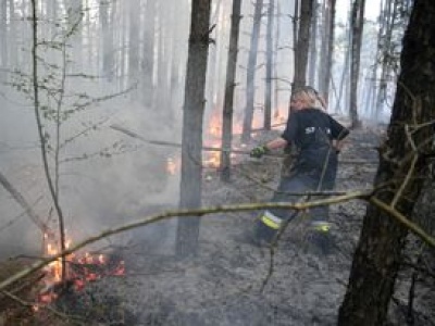 Seryjny podpalacz lasów na Śląsku. Wyznaczono nagrodę