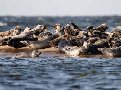 Mewią Łachę pokochały foki. Można je tam przyłapać na plażowaniu