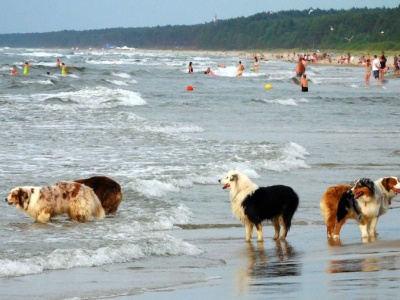 Na plaży w Łebie wybuchła wielka awantura o... psa. W ruch poszedł nawet gaz pieprzowy
