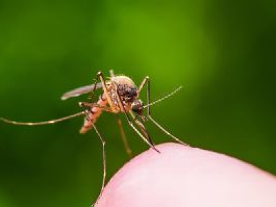 Dlaczego niektórych komary gryzą bardziej i częściej niż innych? Istnieje naukowe wyjaśnienie zjawiska