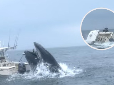 Wieloryb nagle wynurzył się z wody i staranował łódź. Porażające nagranie obiegło sieć