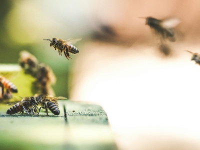 Rolnik otruł ponad siedem mln pszczół. Sąd wydał precedensowy wyrok