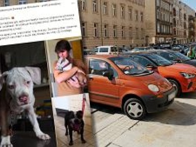 Wrocław. Kobieta podczas upału trzymała w aucie dwa psy. Trafiła w ręce Straży Granicznej