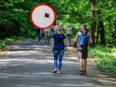 To już pewne. Śmiertelnie groźny kleszcz. Znaleziony w trzech miejscach w Polsce