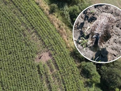 Struś uciekinier biega na wolności. Wymyka się od kilku dni