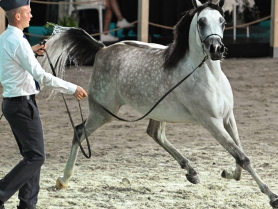 Pride of Poland 2024, Rozczarowanie po aukcji koni arabskich w Janowie Podlaskim