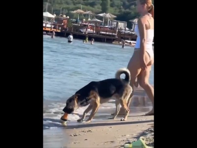 Na plaży w Odessie pies ukradł piwo kobiecie, która chłodziła je sobie w piasku [WIDEO]