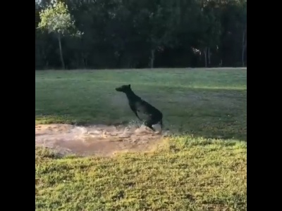 A przez kałużę typowy pies przechodzi tak... [WIDEO]