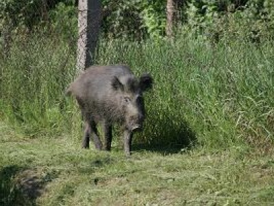 Ktoś podrzucił dzika z ASF? Podejrzenie sabotażu w województwie kujawsko-pomorskim