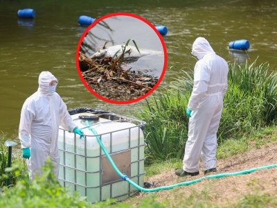 Śnięte ryby w jeziorze Dzierżno Duże. „Metody naukowców i »incydentalne gaszenie pożaru«”