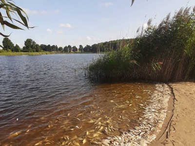 Śnięte ryby w kolejnym jeziorze. Tym razem koło Gdańska