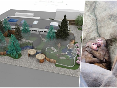 Nowa małpiarnia w warszawskim zoo. Podpisano umowę na projekt